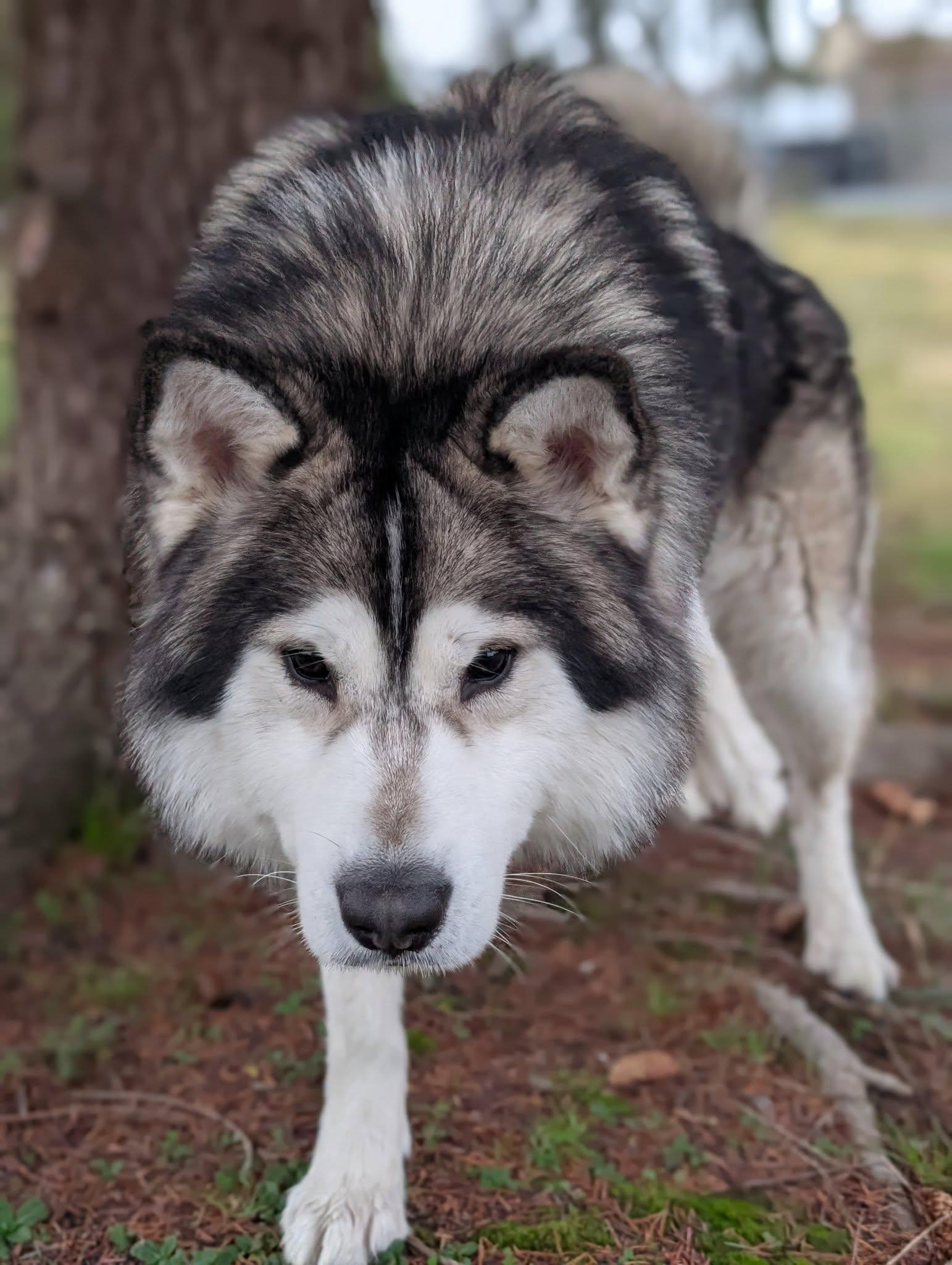 Enlarge Igmund, a Adoptable mixed breed in Bellingham, WA image 4/5
