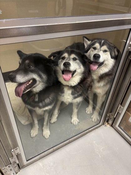 Igmund, a Adoptable mixed breed in Bellingham, WA image 4/4