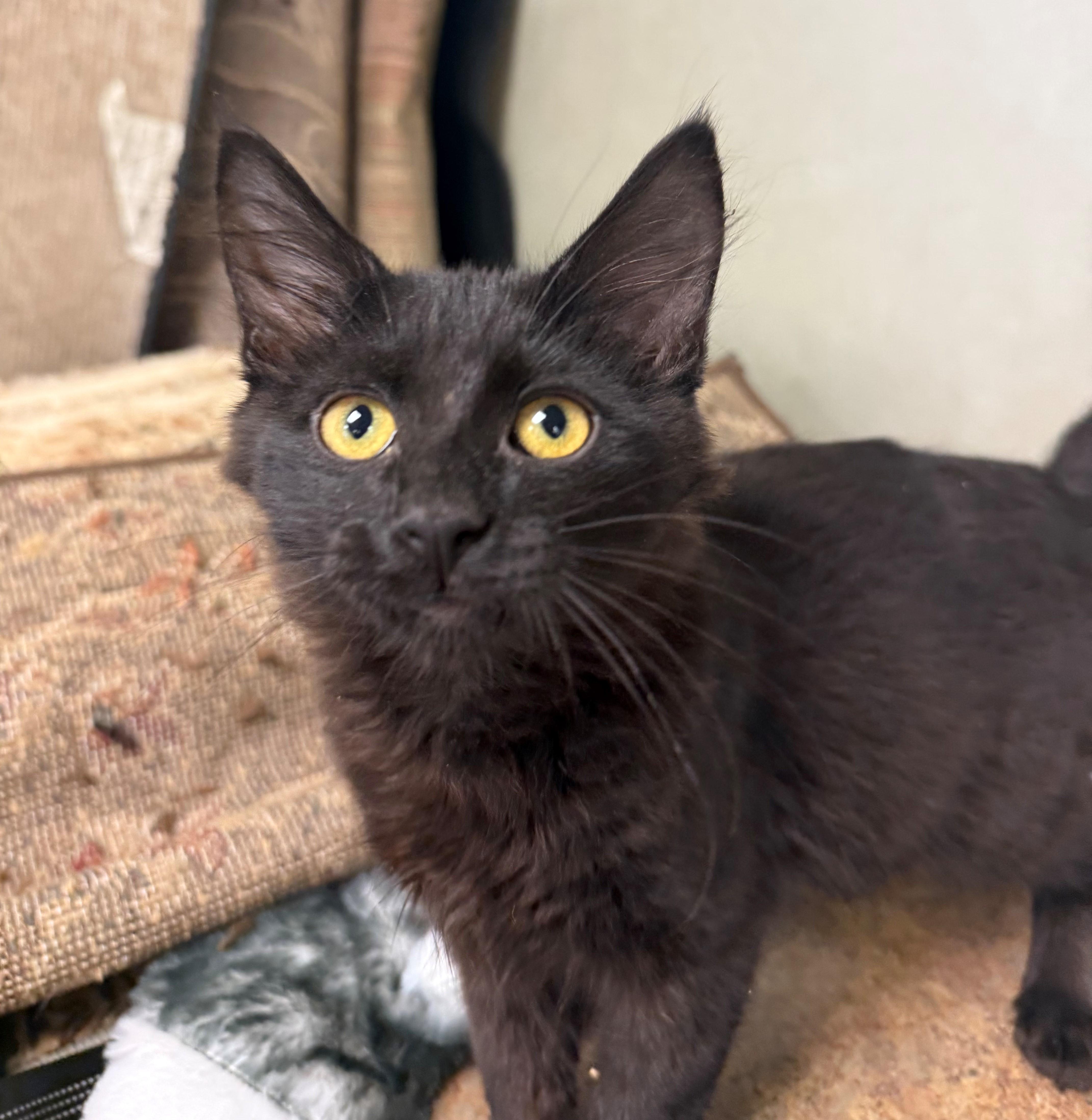 Enzo, ADOPTABLE, Kitten Male Domestic Short Hair.