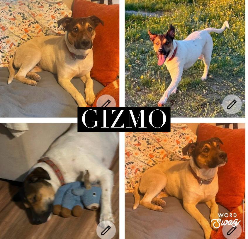 Enlarge Gizmo, a Adoptable mixed breed in canyon lake, TX image 1/1