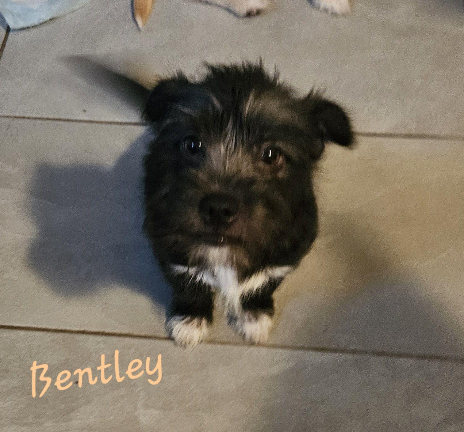 Bentley, adopted, Puppy Male West Highland White Terrier / Westie.