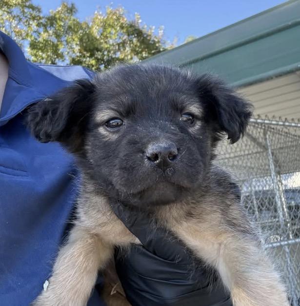 Enlarge Caroline (Calhoun Girlies), a Adopted mixed breed in Carmel, NY image 1/1