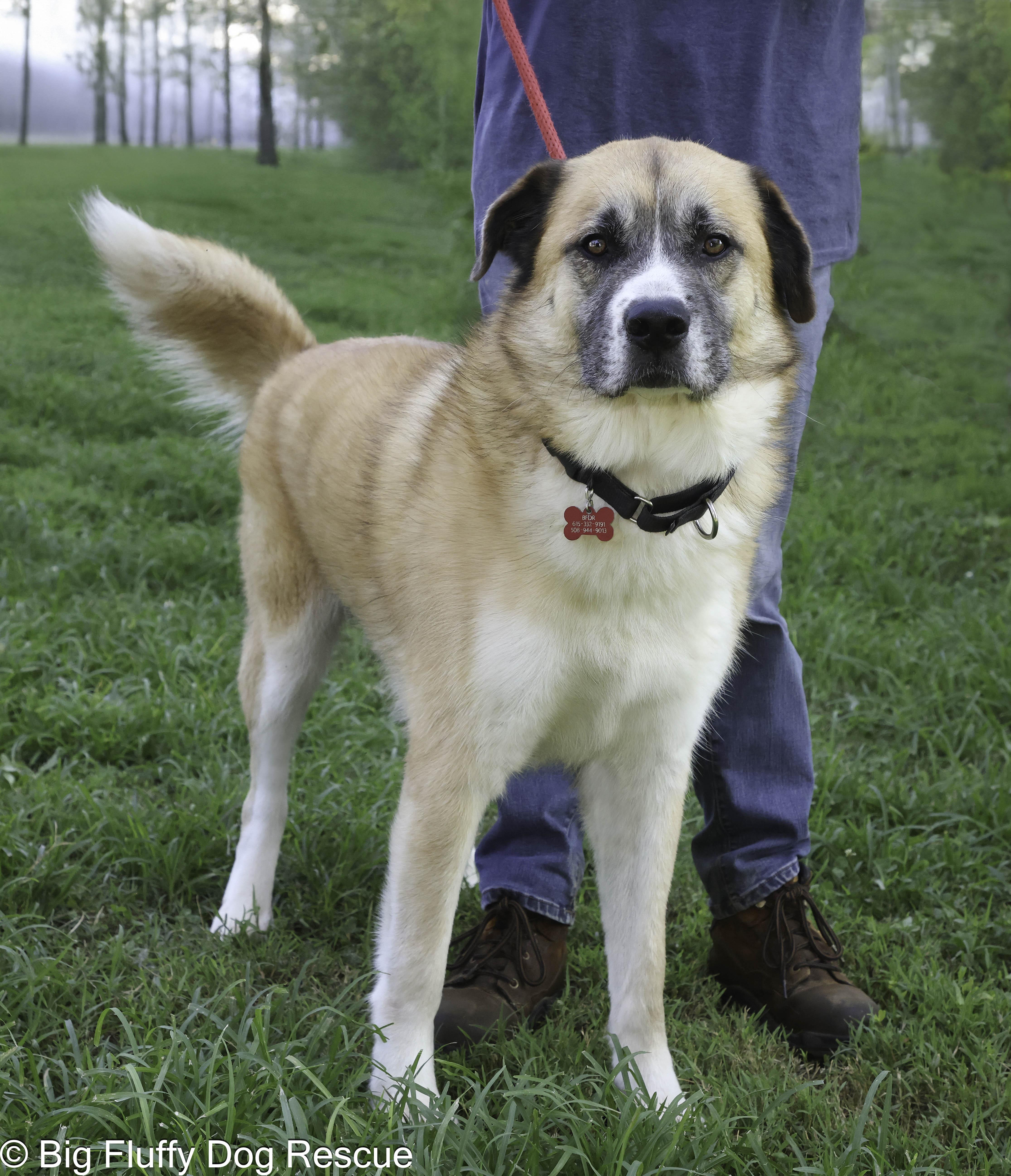 Banjo, Adoptable, Adult Male Anatolian Shepherd.