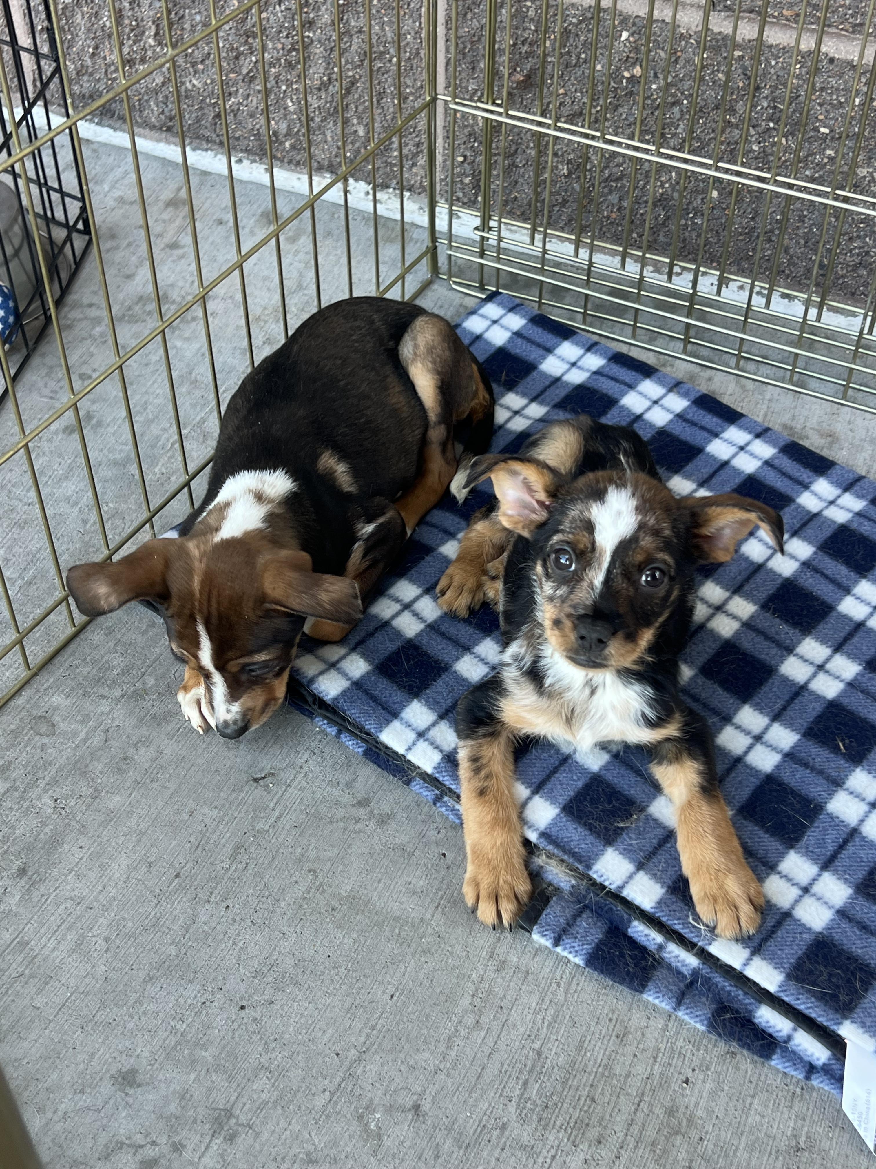 Pinecone, a Adoptable mixed breed in Fort Collins, CO image 2/6
