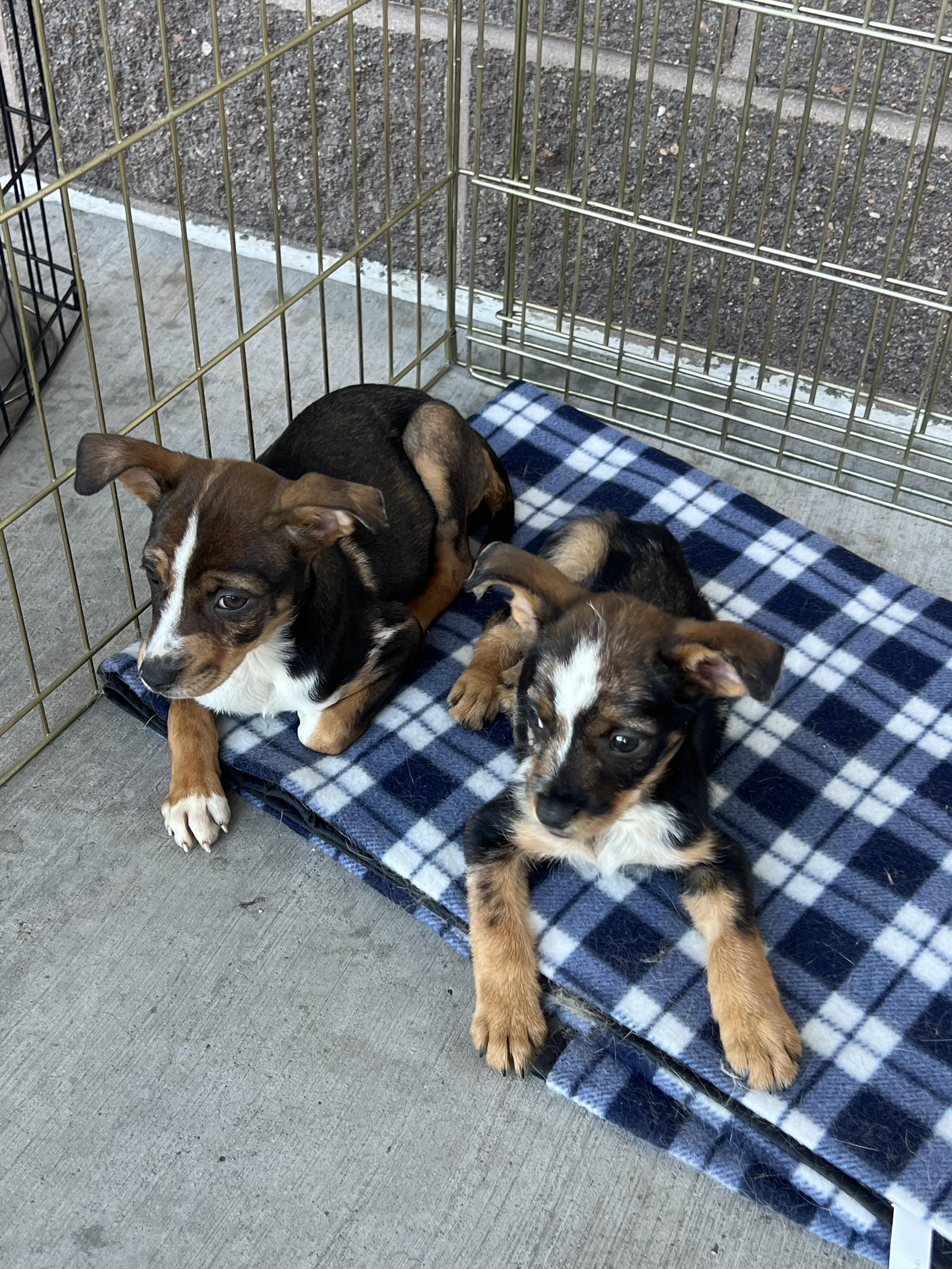 Pinecone, a Adoptable mixed breed in Fort Collins, CO image 5/6