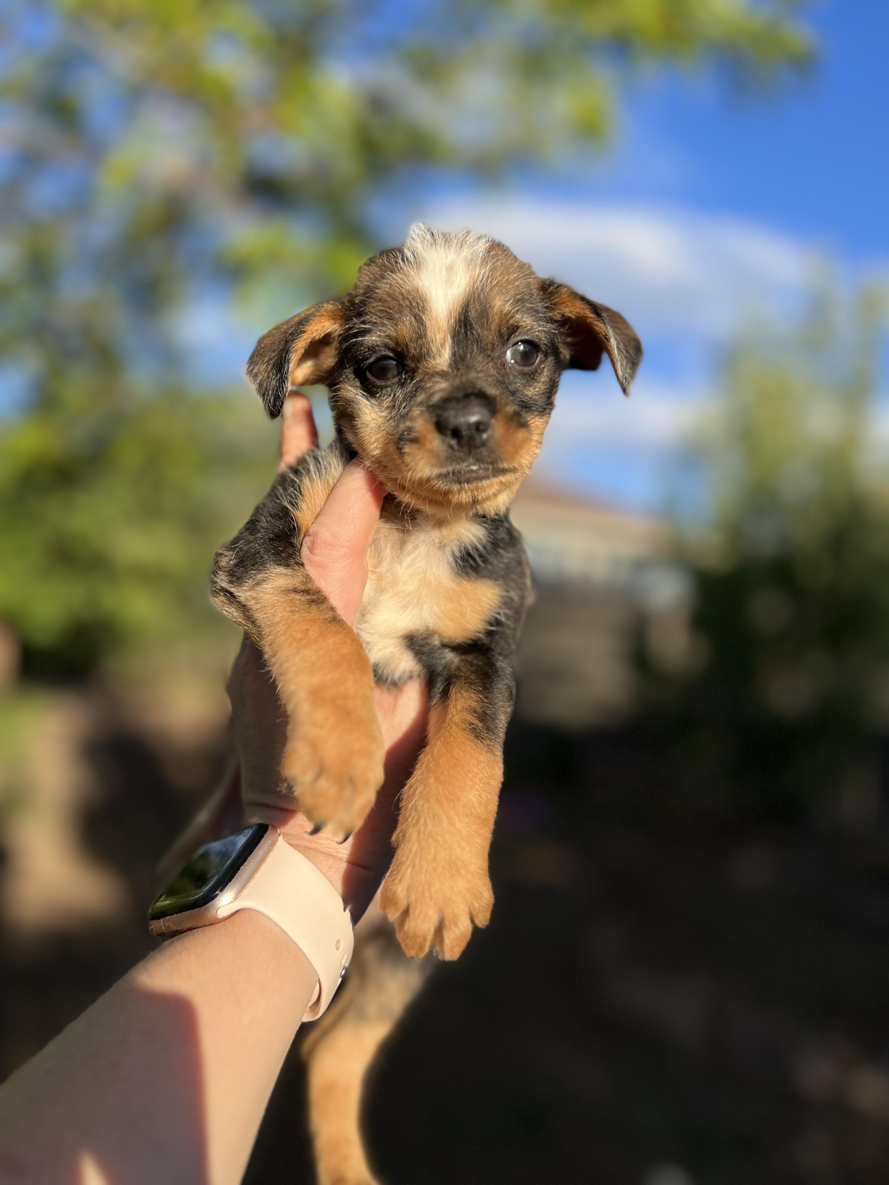 Pinecone, Adoptable, Puppy Male Dachshund & Chihuahua.
