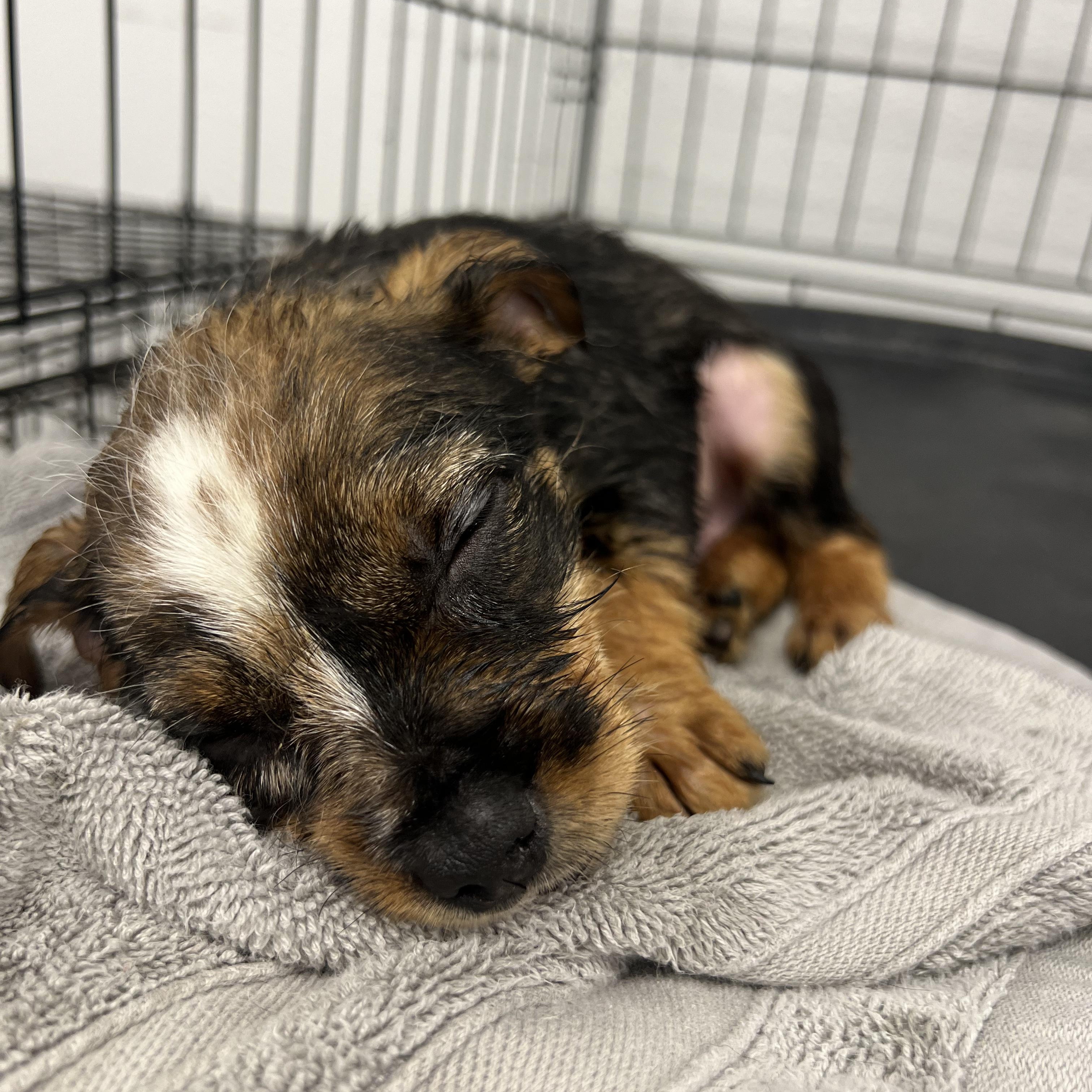 Pinecone, a Adoptable mixed breed in Fort Collins, CO image 3/6