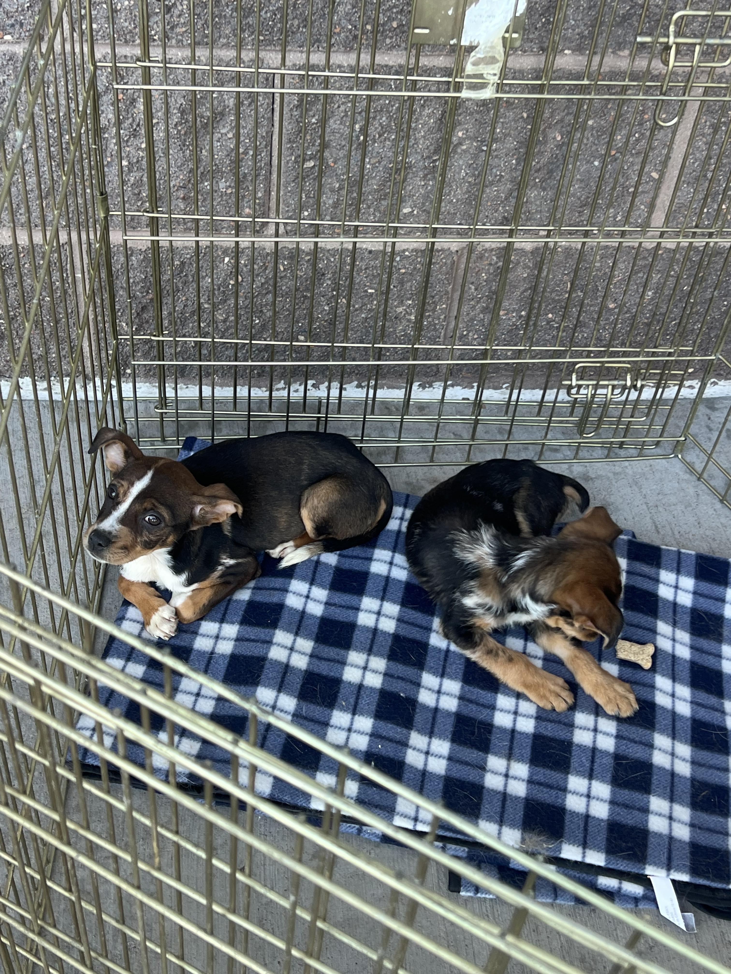 Pinecone, a Adoptable mixed breed in Fort Collins, CO image 6/6