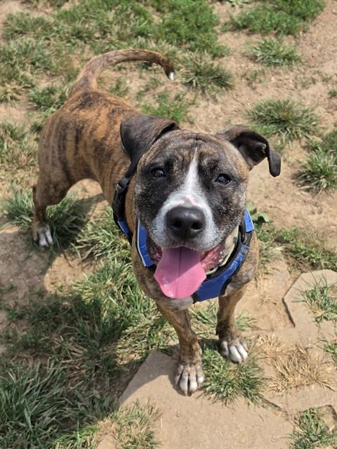 ISABEL, Adoptable, Adult Female Pit Bull Terrier & Mixed Breed.