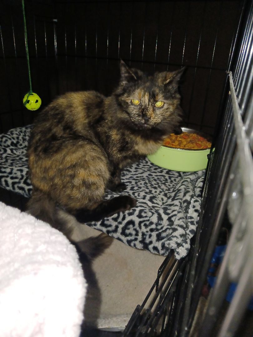 Tori, a Adoptable Tortoiseshell in Nanticoke, PA image 1/3