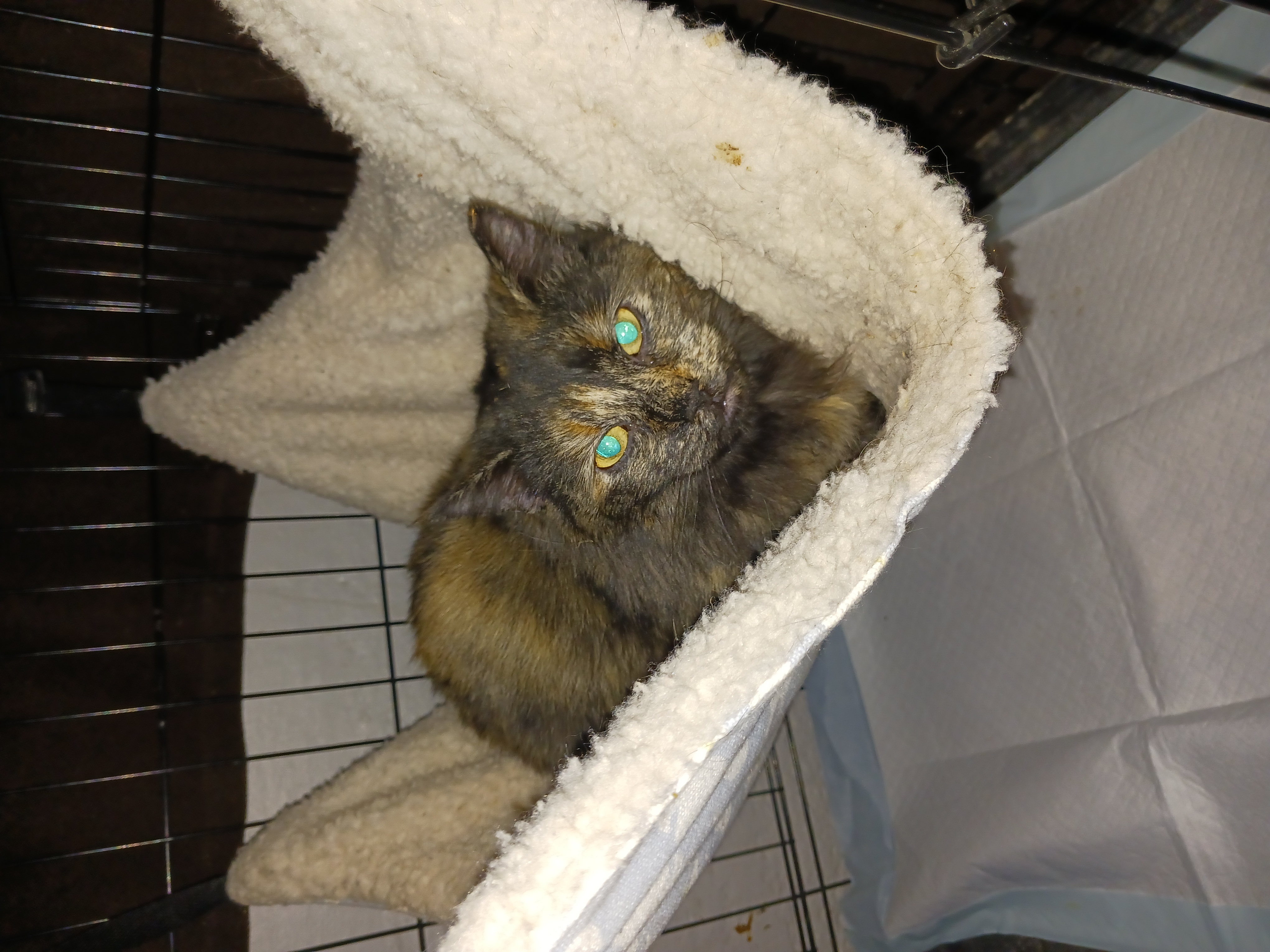 Tori, a Adoptable Tortoiseshell in Nanticoke, PA image 2/3