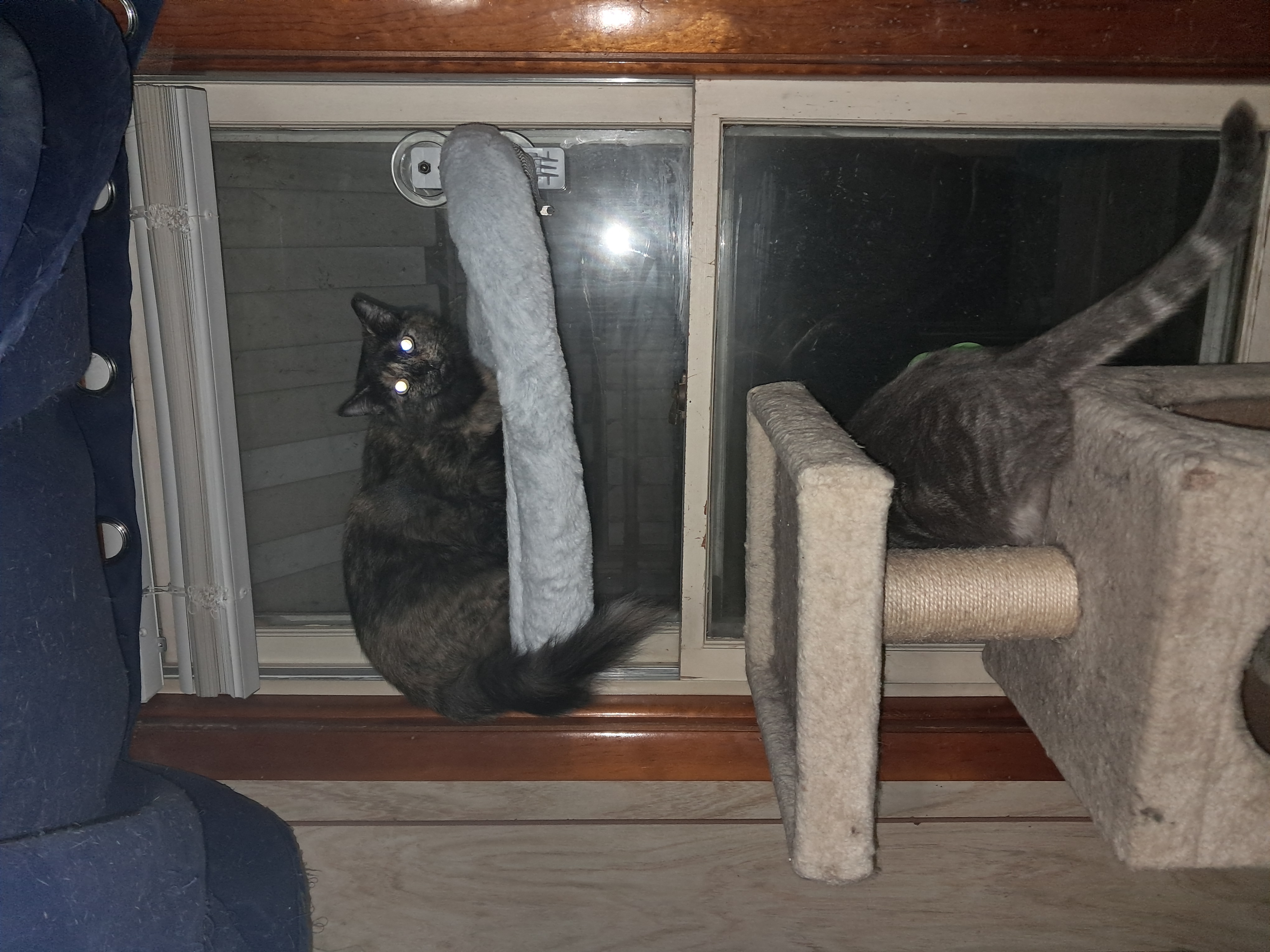 Tori, a Adoptable Tortoiseshell in Nanticoke, PA image 3/3