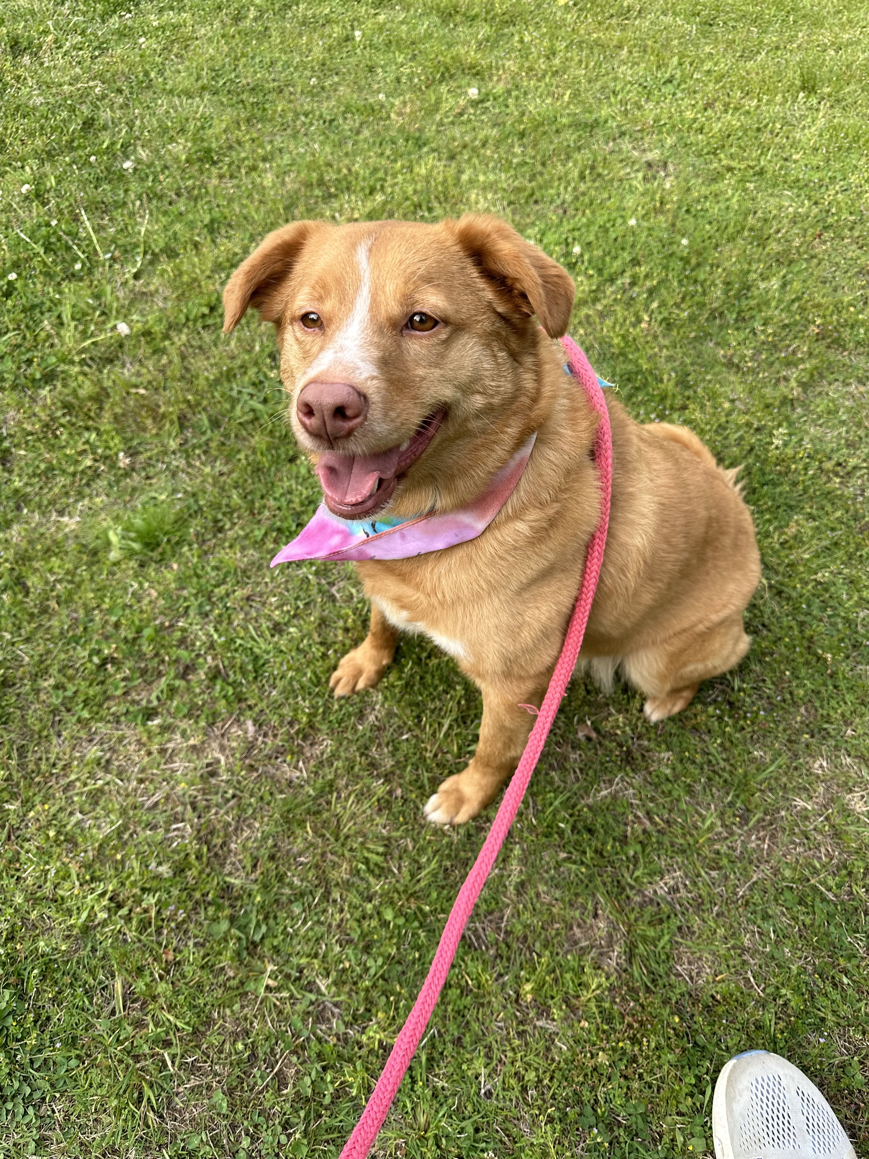 Hazel Jordan, a Adoptable Nova Scotia Duck Tolling Retriever in Marietta, GA image 2/6