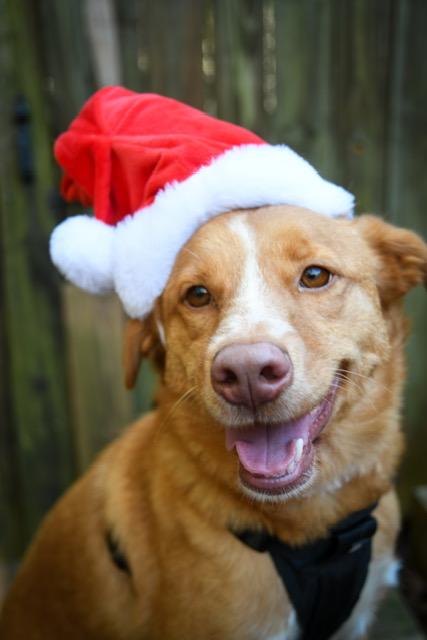 Hazel Jordan, a Adoptable Nova Scotia Duck Tolling Retriever in Marietta, GA image 5/6