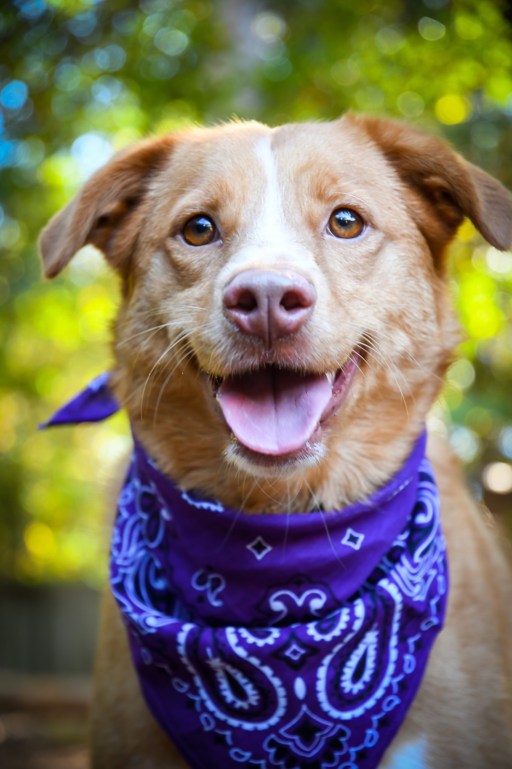 Hazel Jordan, a Adoptable Nova Scotia Duck Tolling Retriever in Marietta, GA image 1/6
