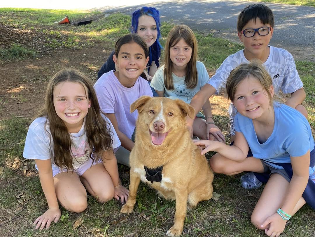 Hazel Jordan, a Adoptable Nova Scotia Duck Tolling Retriever in Marietta, GA image 6/6