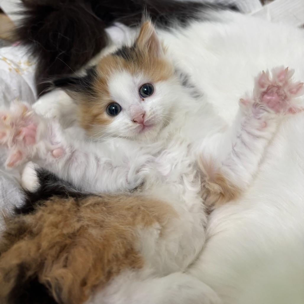Caramel, Adoptable, Kitten Female Domestic Medium Hair.