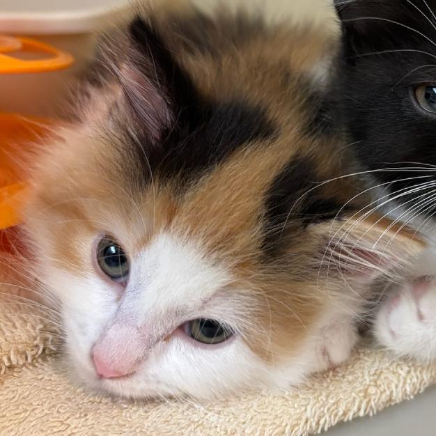 Enlarge Caramel, a Adoptable Domestic Medium Hair in Hopewell, VA image 2/2