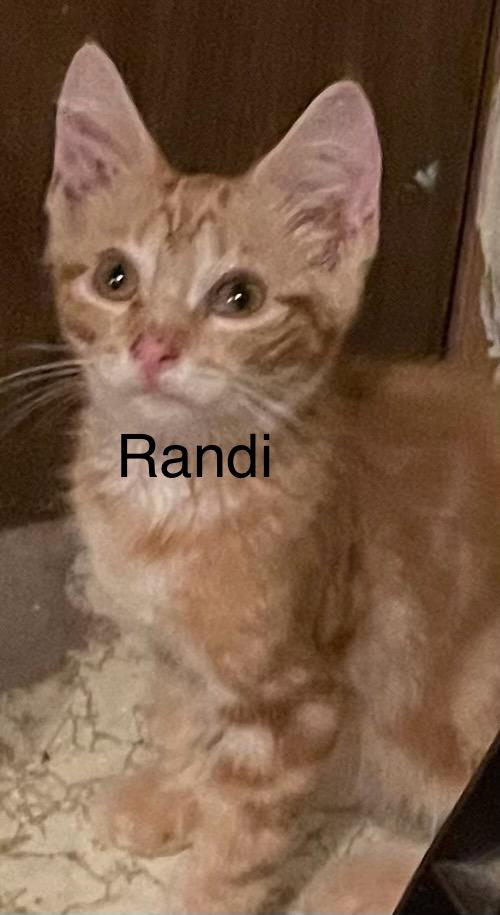 Enlarge Randi, an adopted Domestic Short Hair in Canandaigua, NY image 1/3