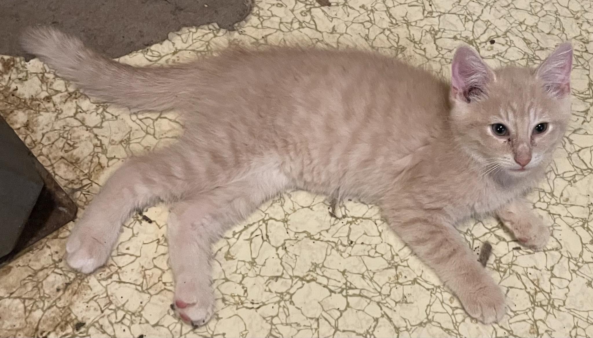 Enlarge Randi, an adopted Domestic Short Hair in Canandaigua, NY image 2/3