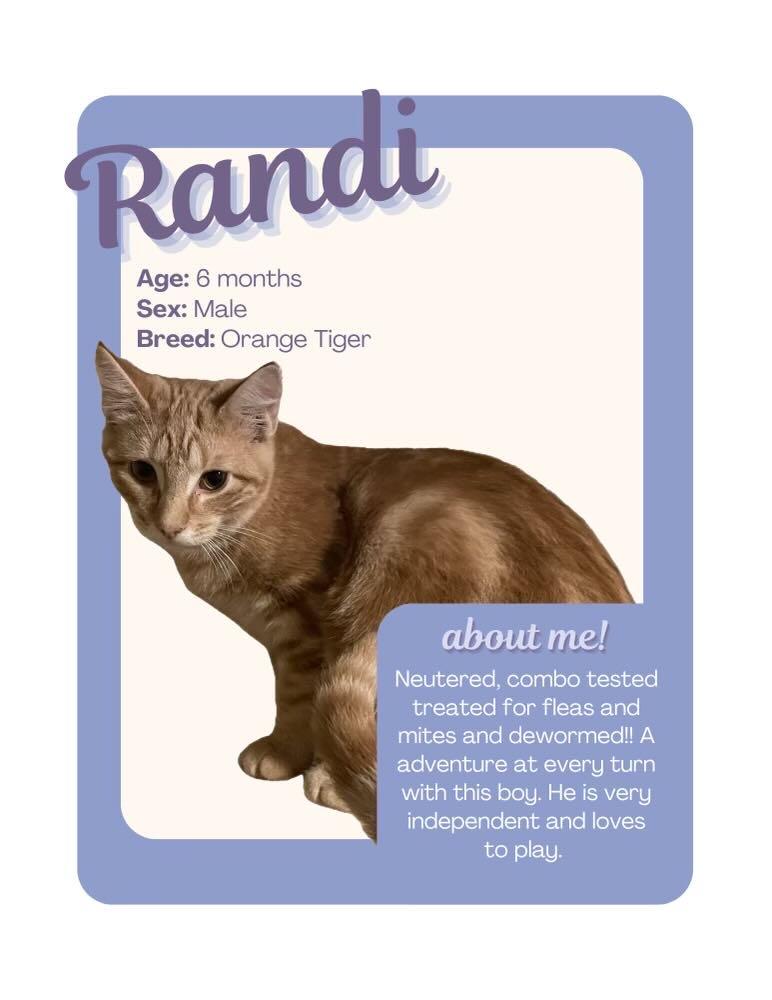 Enlarge Randi, an adopted Domestic Short Hair in Canandaigua, NY image 3/3