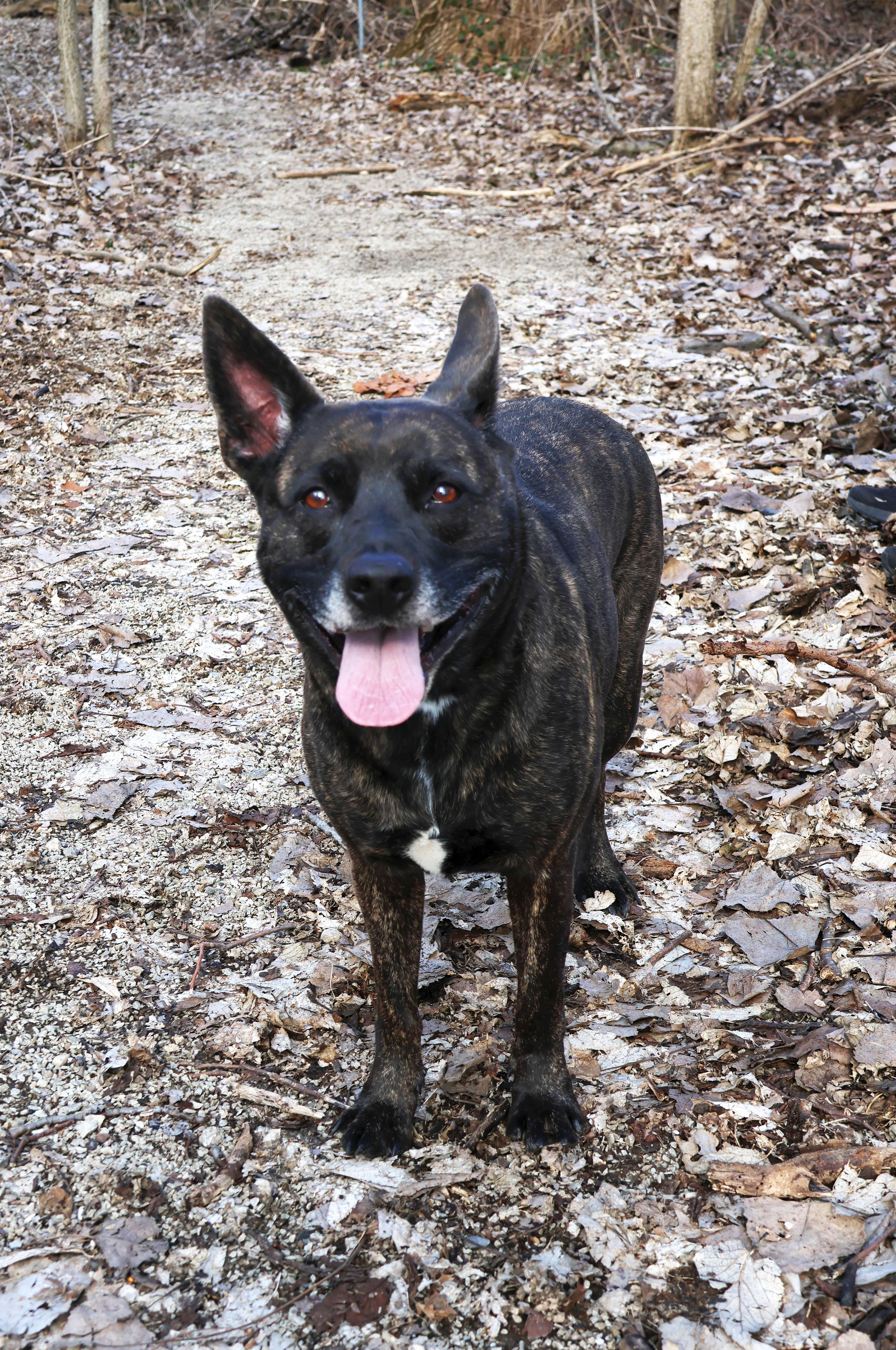 Kady, ADOPTABLE, Adult Female German Shepherd Dog & Pit Bull Terrier.