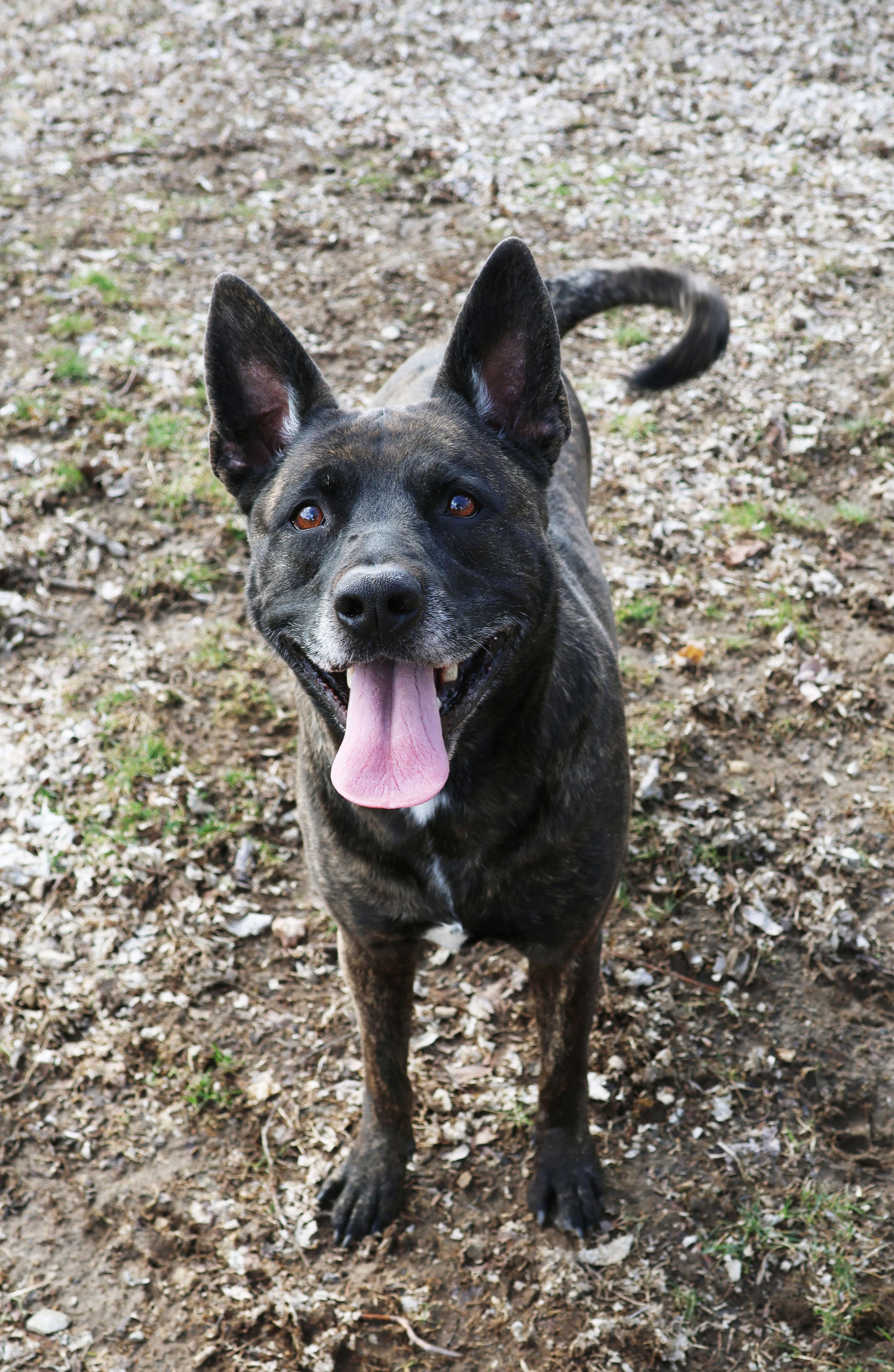 Enlarge Kady, a ADOPTABLE mixed breed in Shelbyville, IN image 3/3