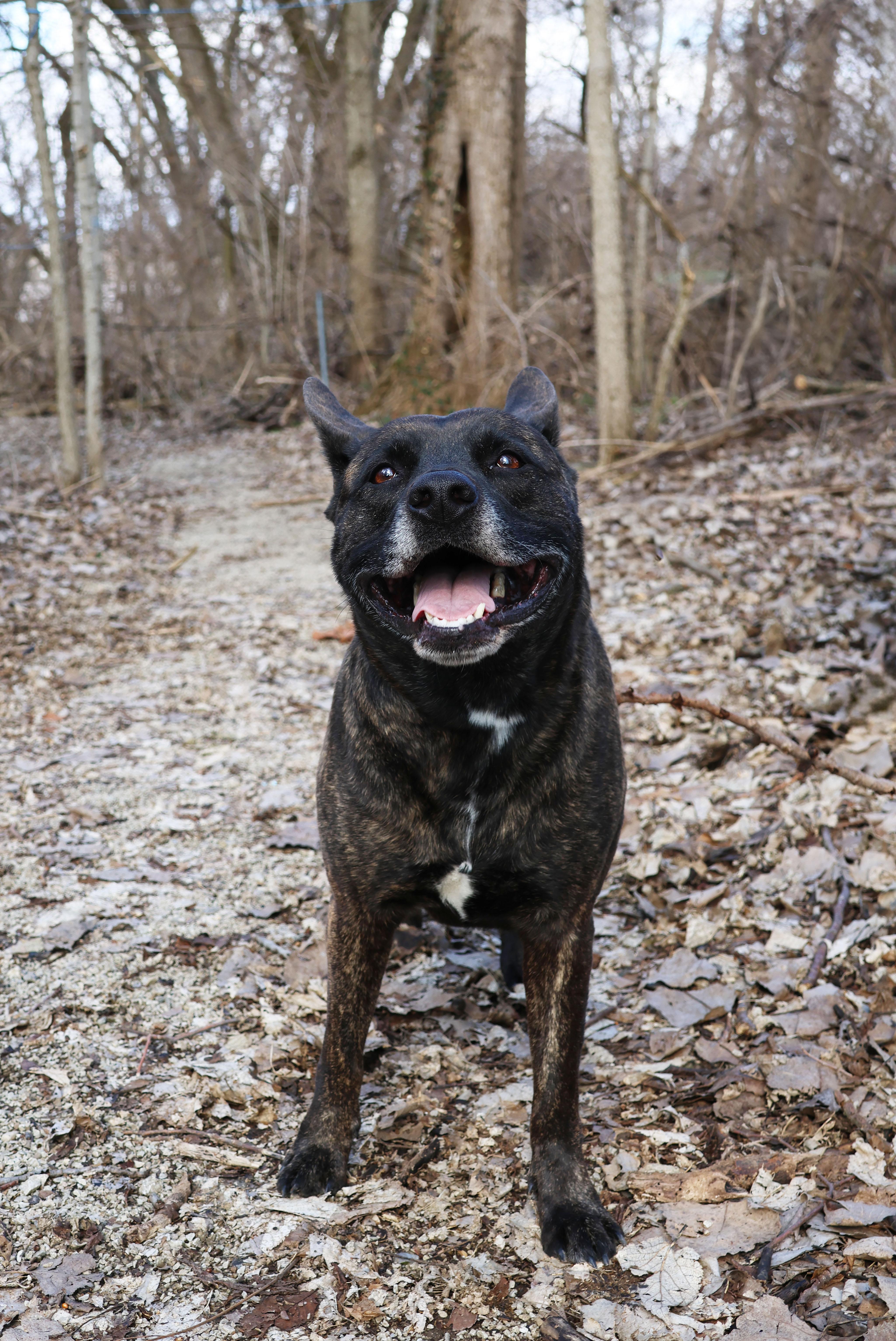 Enlarge Kady, a ADOPTABLE mixed breed in Shelbyville, IN image 2/3
