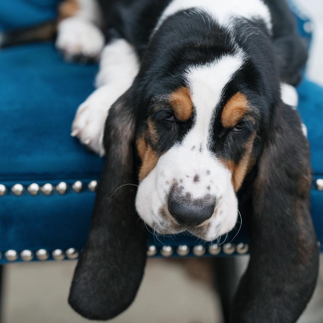 Lyriq, ADOPTABLE, Puppy Male Basset Hound.