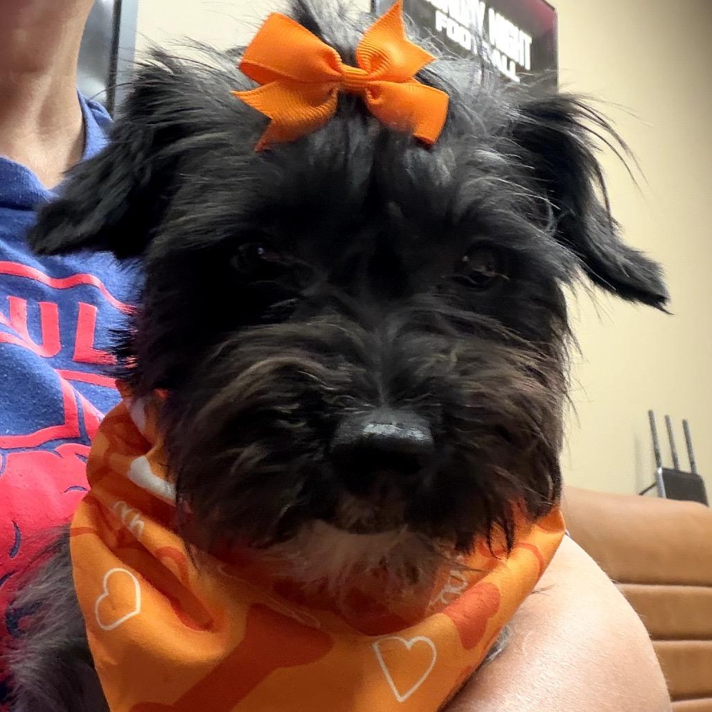 Harper, Adoptable, Adult Female Miniature Schnauzer & Shih Tzu.