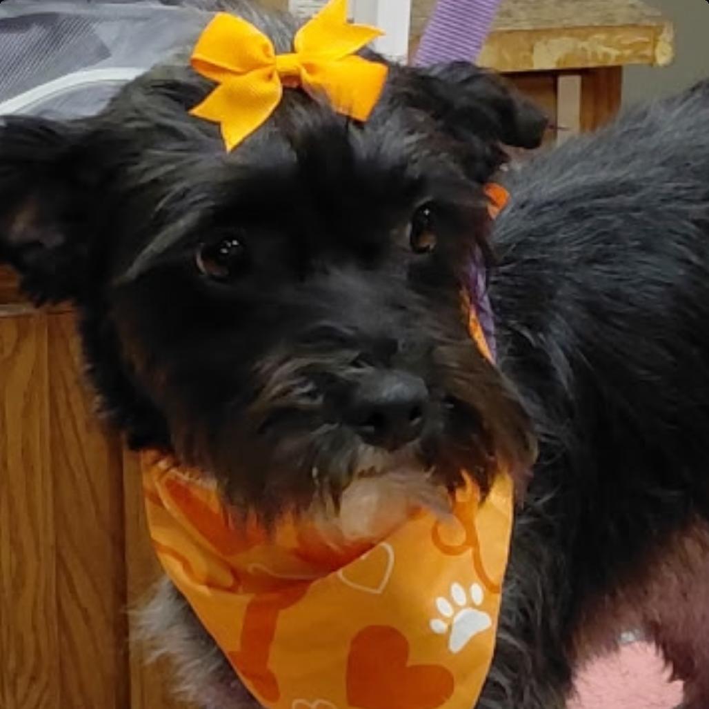 Harper, a Adoptable mixed breed in Benton City, WA image 2/3
