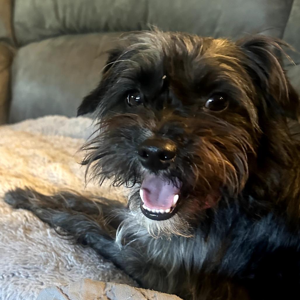 Harper, a Adoptable mixed breed in Benton City, WA image 3/3