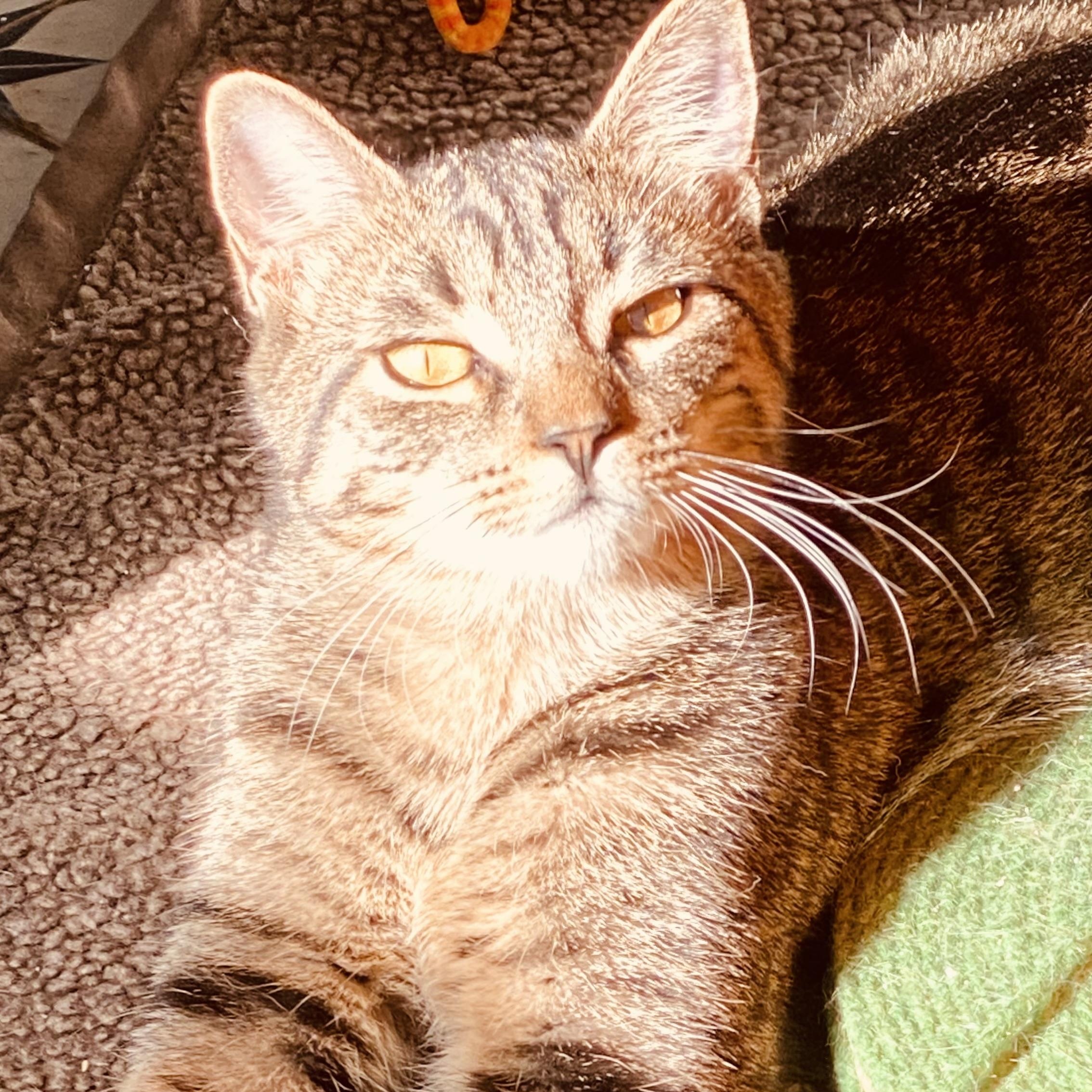 Enlarge Swan, a Adoptable Domestic Short Hair in Buffalo, NY image 1/1