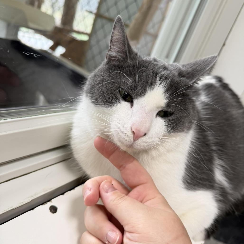 Ginger, Adoptable, Young Female Domestic Short Hair.