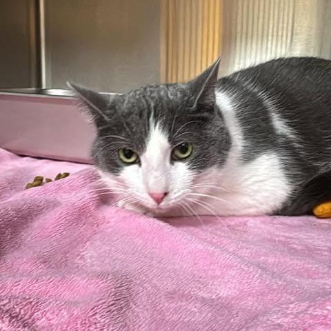 Enlarge Ginger, a Adoptable Domestic Short Hair in Shinnston, WV image 2/2