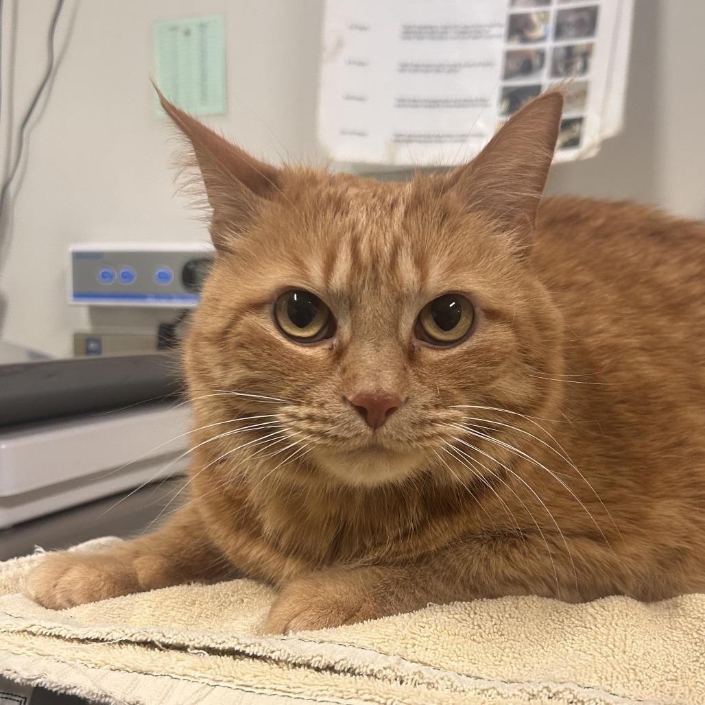 Sherbert, Adoptable, Senior Male Domestic Short Hair.