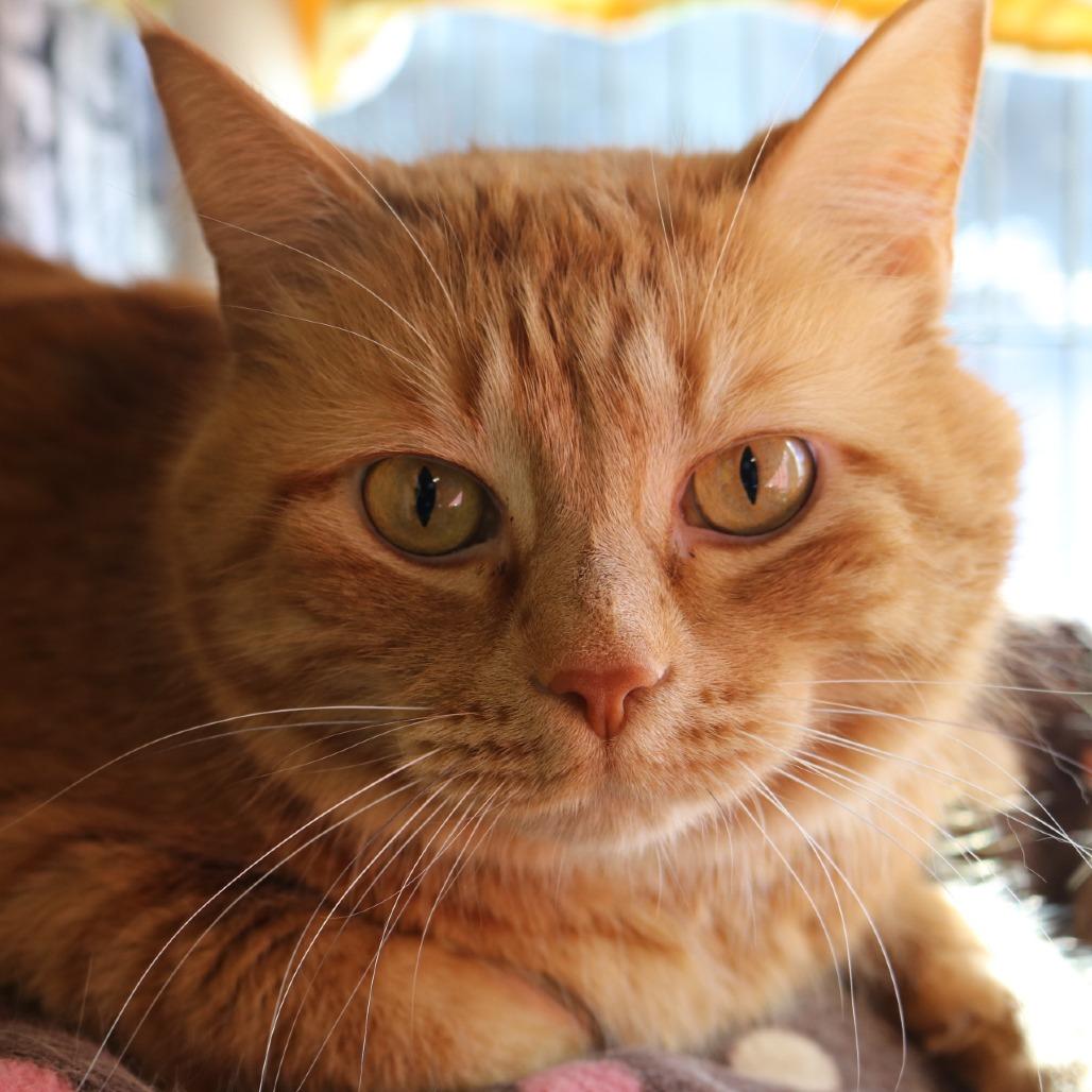 Enlarge Sherbert, a Adoptable Domestic Short Hair in Saint Cloud, MN image 2/6