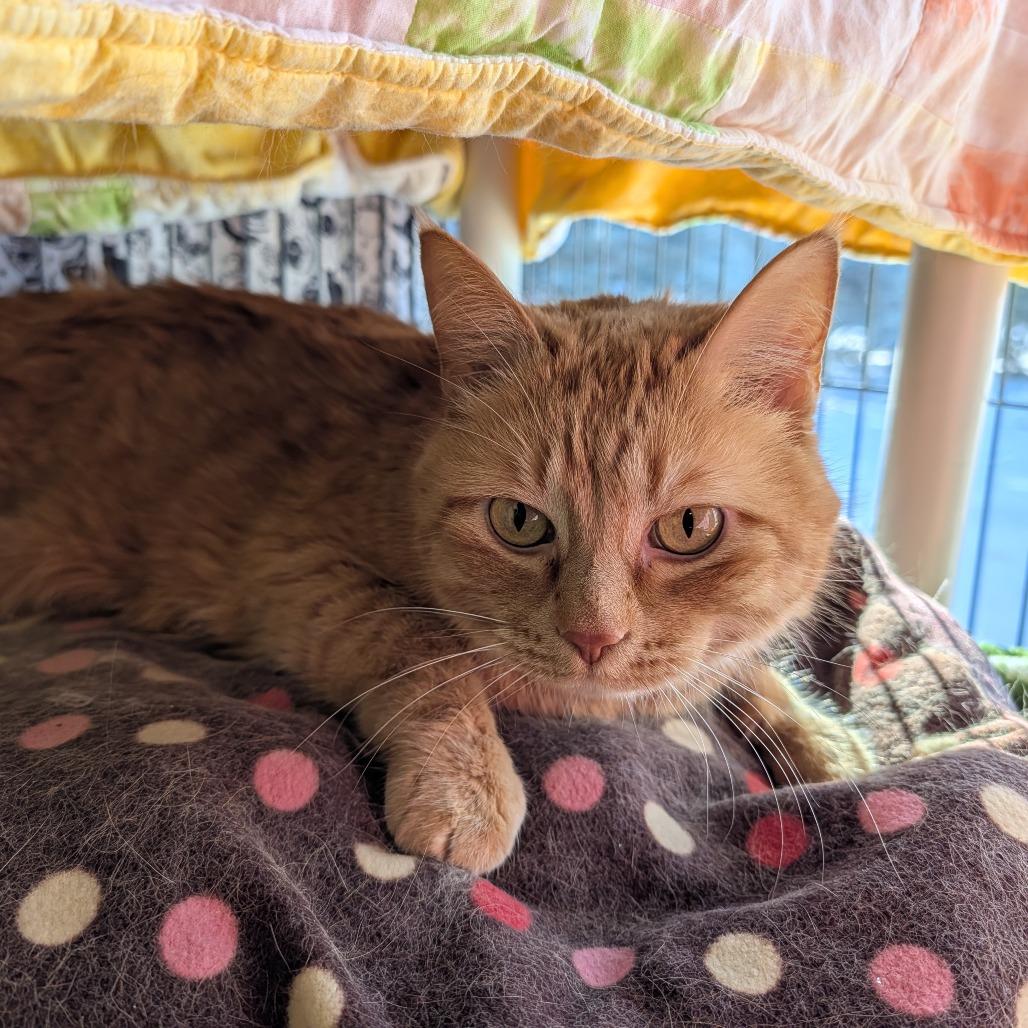 Enlarge Sherbert, a Adoptable Domestic Short Hair in Saint Cloud, MN image 3/6