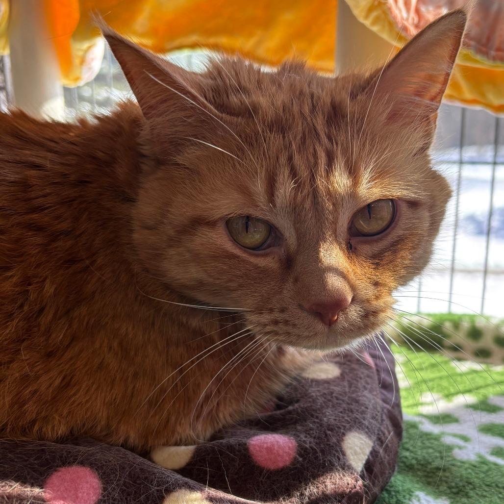 Enlarge Sherbert, a Adoptable Domestic Short Hair in Saint Cloud, MN image 4/6