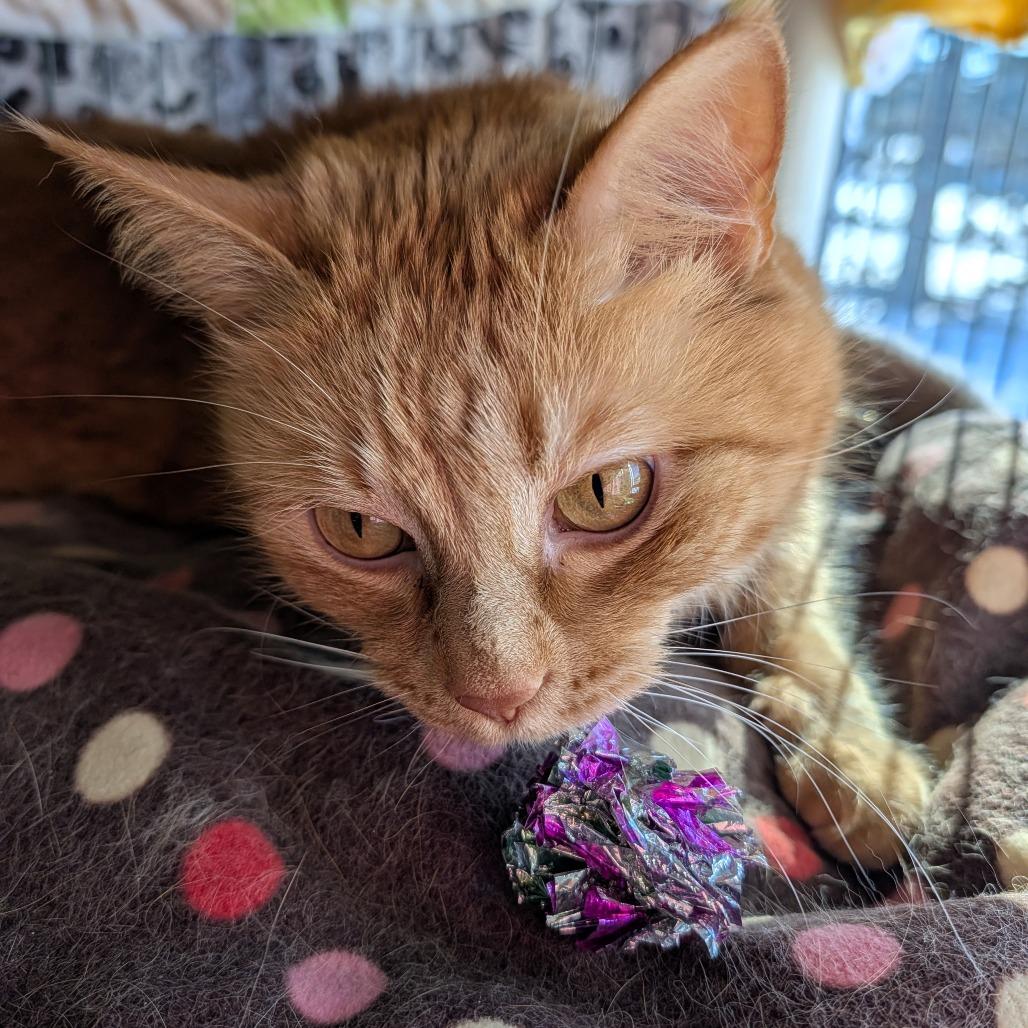 Enlarge Sherbert, a Adoptable Domestic Short Hair in Saint Cloud, MN image 5/6