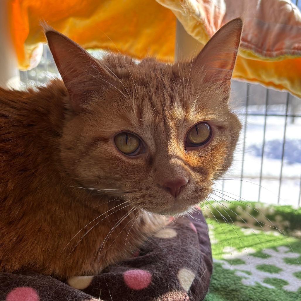 Enlarge Sherbert, a Adoptable Domestic Short Hair in Saint Cloud, MN image 6/6