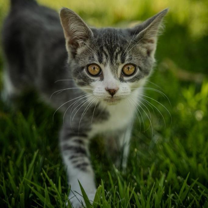 Enlarge Loki, a Adoptable Domestic Short Hair in Talent, OR image 1/3
