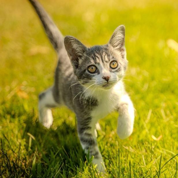 Enlarge Loki, a Adoptable Domestic Short Hair in Talent, OR image 2/3