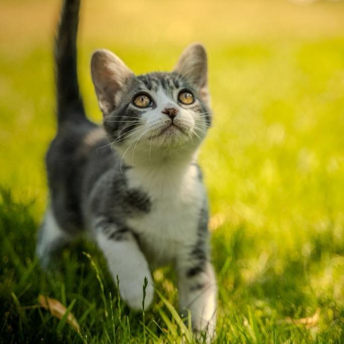 Enlarge Loki, a Adoptable Domestic Short Hair in Talent, OR image 3/3