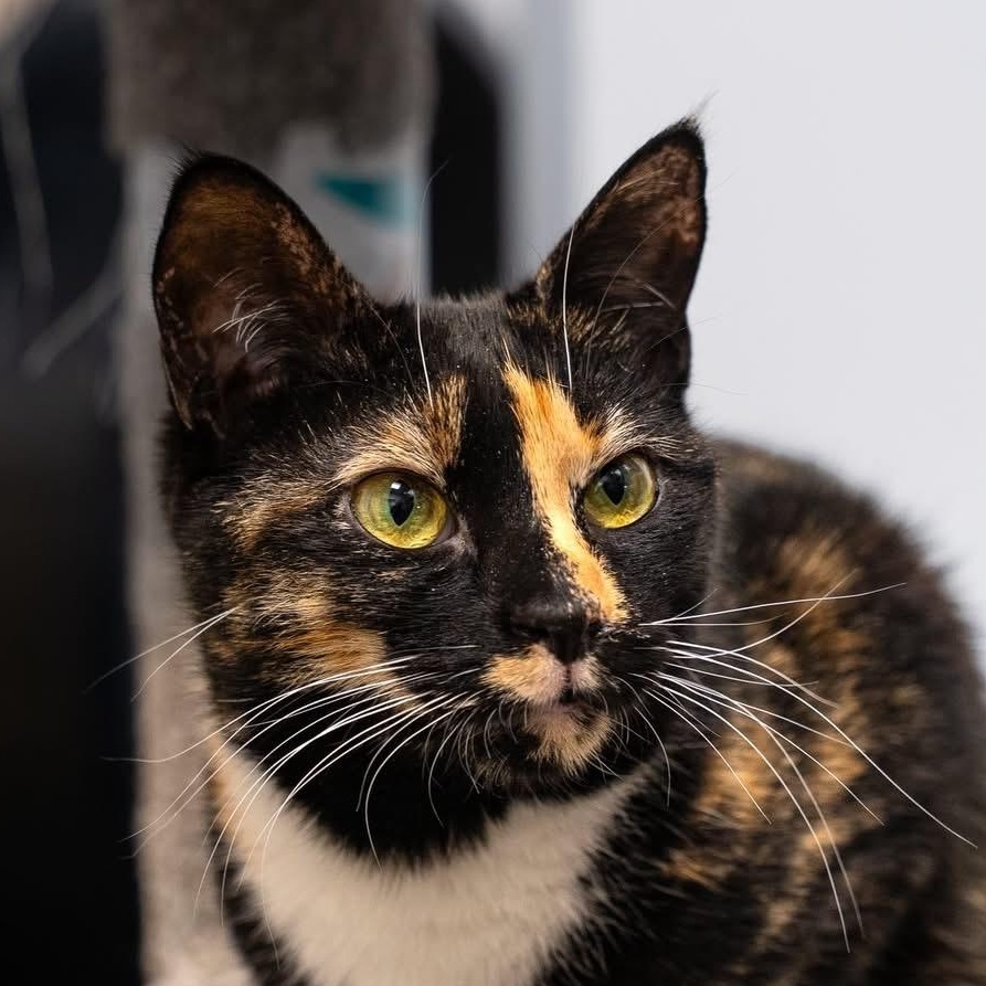 Mercedes , ADOPTABLE, Adult Female Tortoiseshell & Calico.
