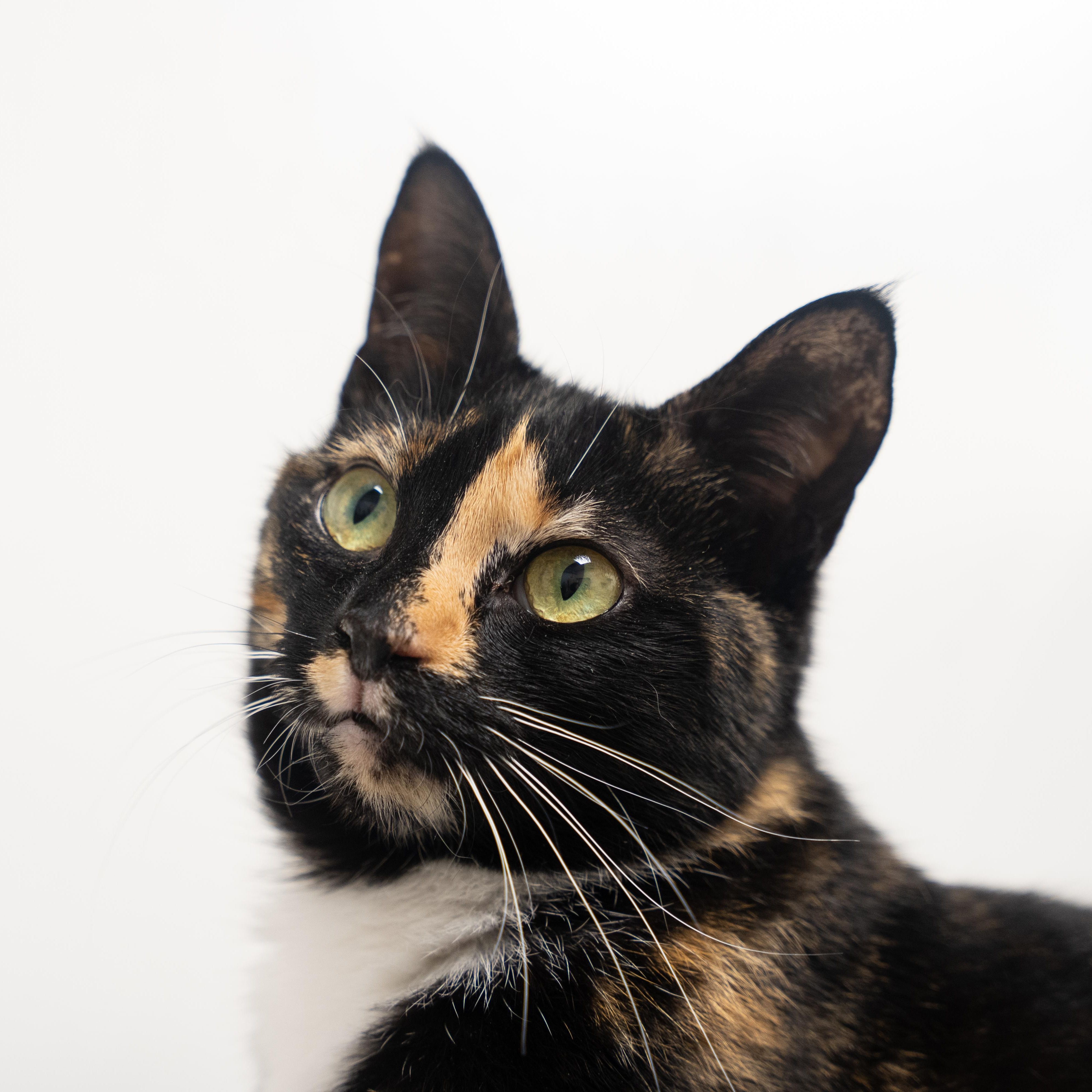 Enlarge Mercedes , an adoptable mixed breed in Dalton, GA image 3/5