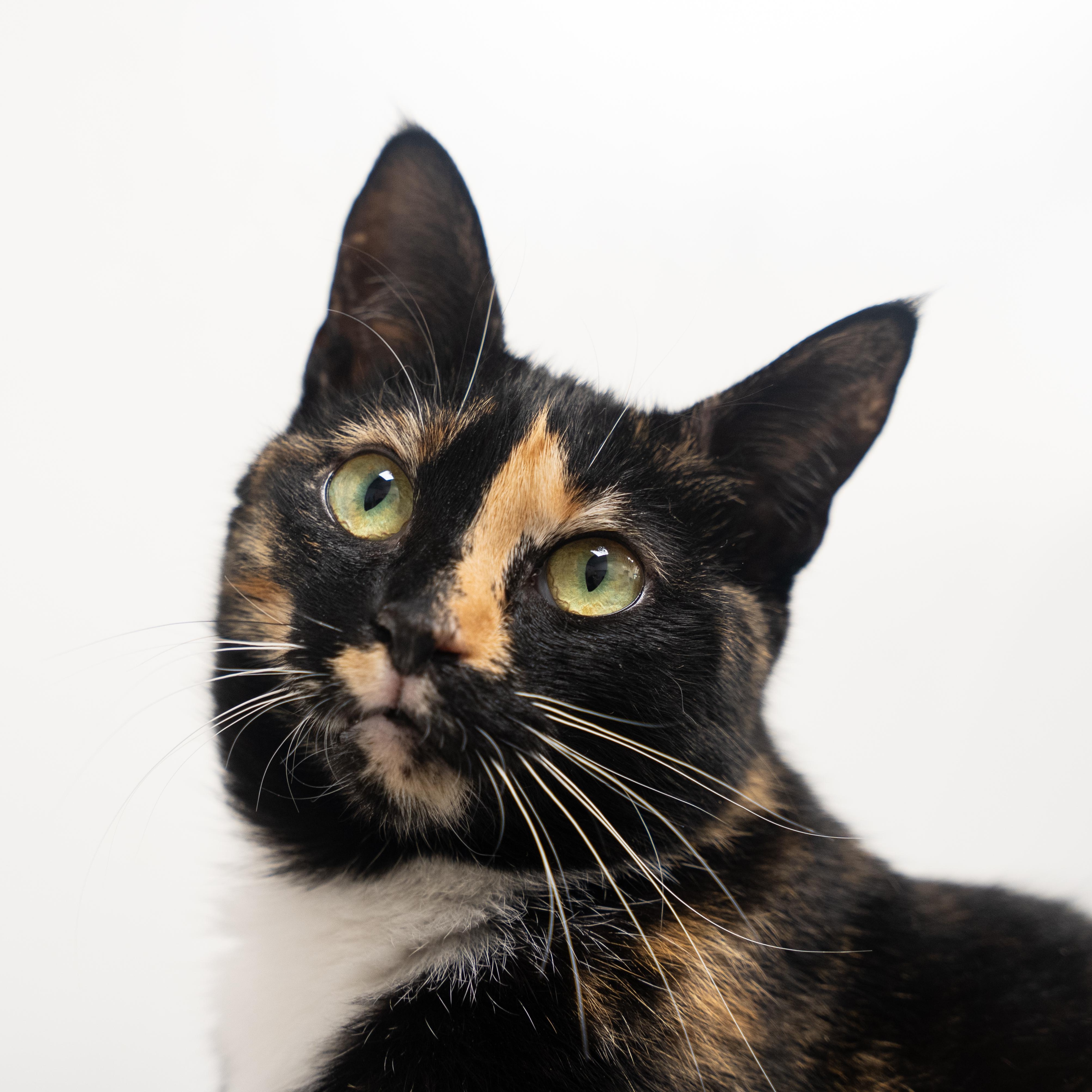 Enlarge Mercedes , an adoptable mixed breed in Dalton, GA image 1/5