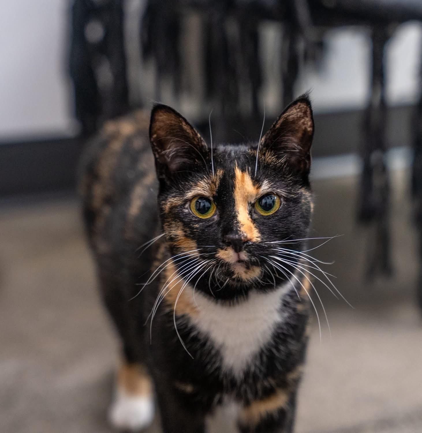 Enlarge Mercedes , a ADOPTABLE mixed breed in Dalton, GA image 2/2