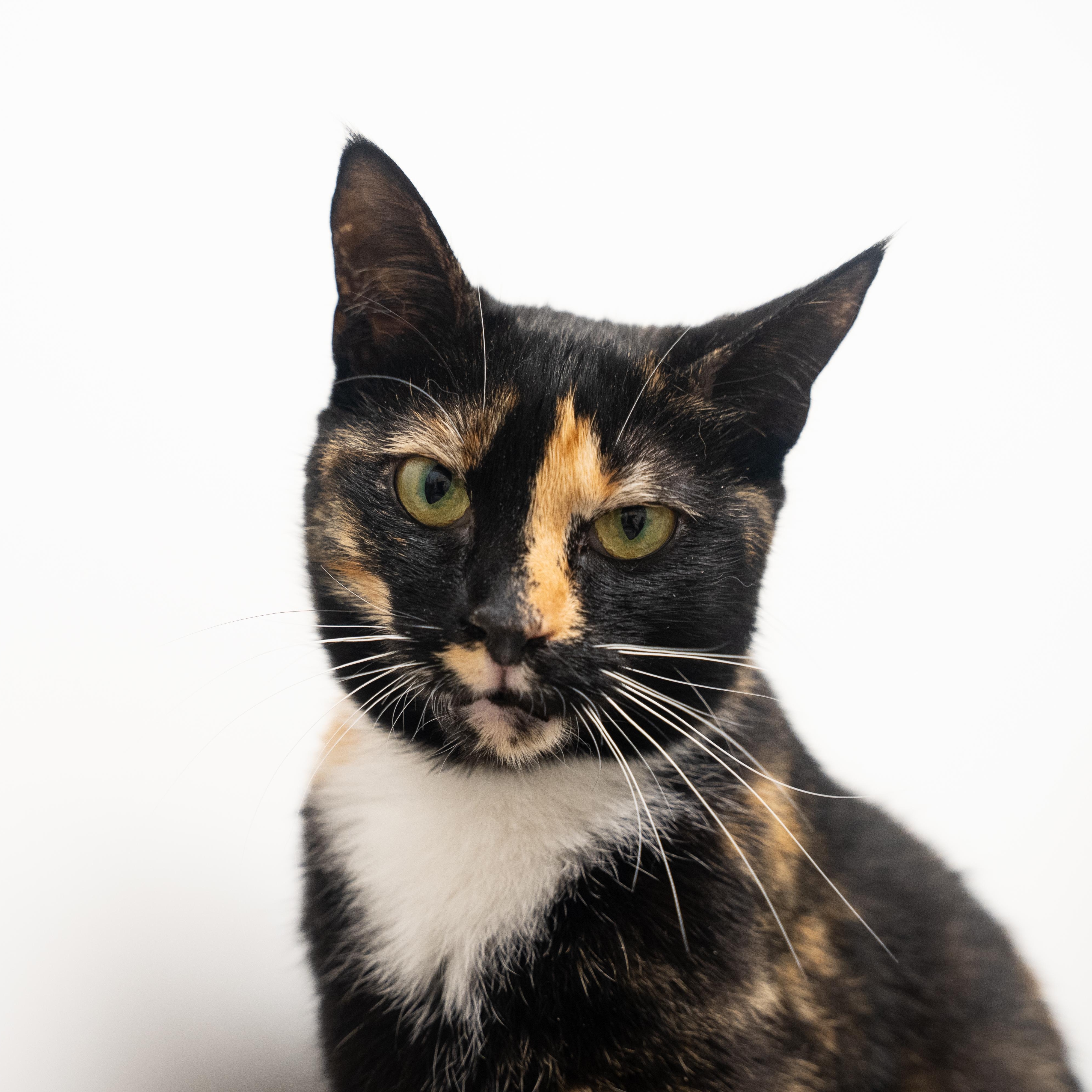 Enlarge Mercedes , an adoptable mixed breed in Dalton, GA image 5/5