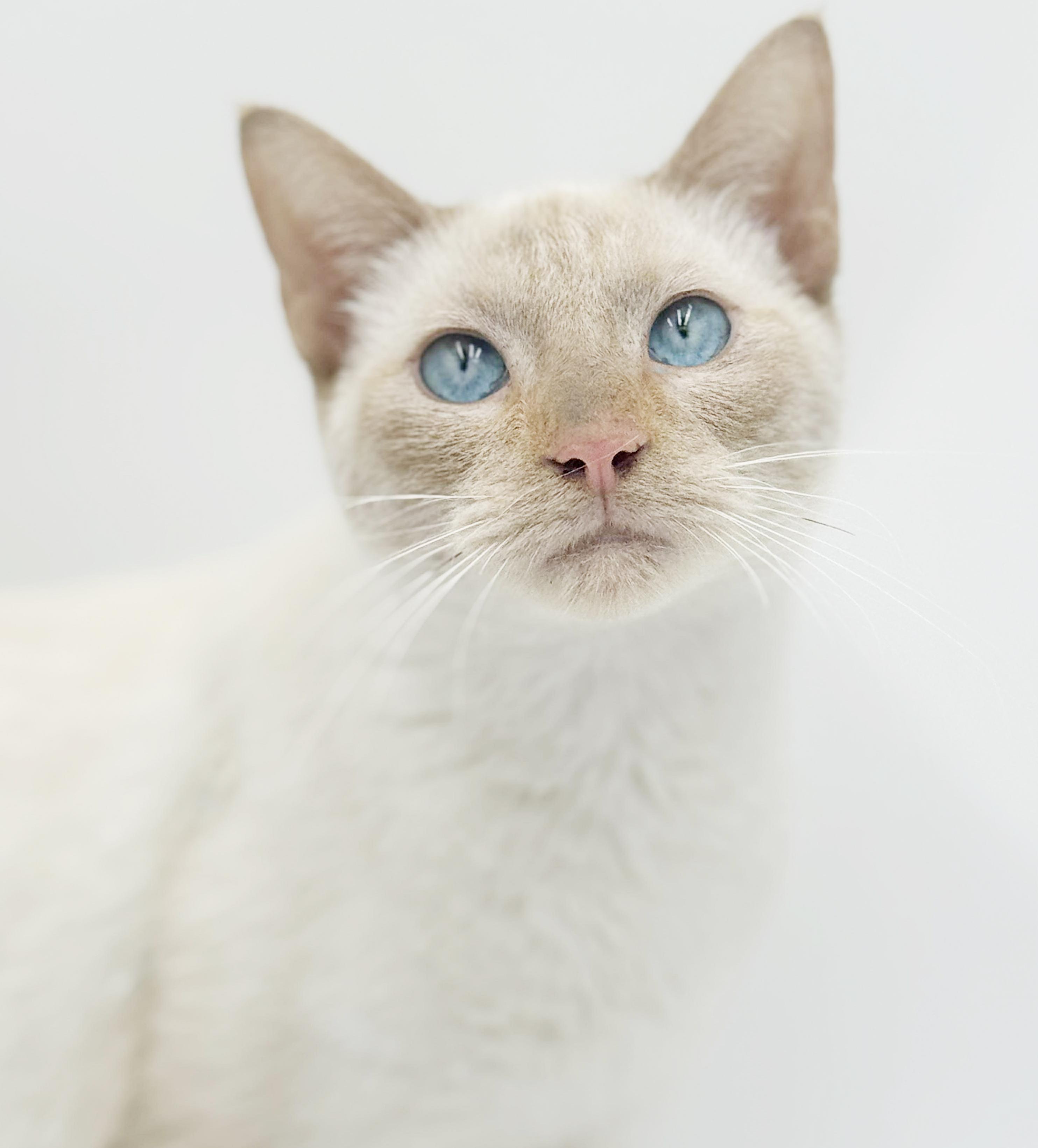 Azriel is a flame pt Siamese baby angel!  VIDEO!, adoptable, Kitten Male Siamese.